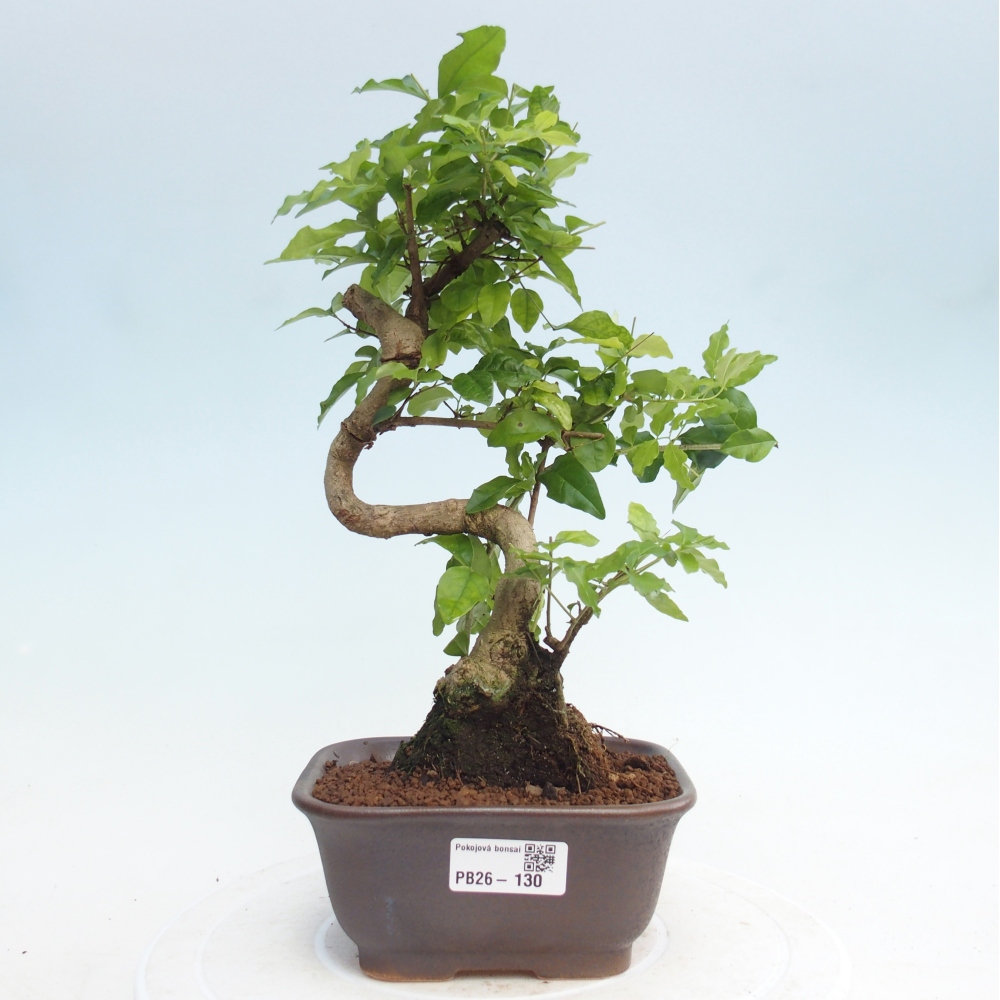 Pokojová bonsai -Ligustrum chinensis - Ptačí zob