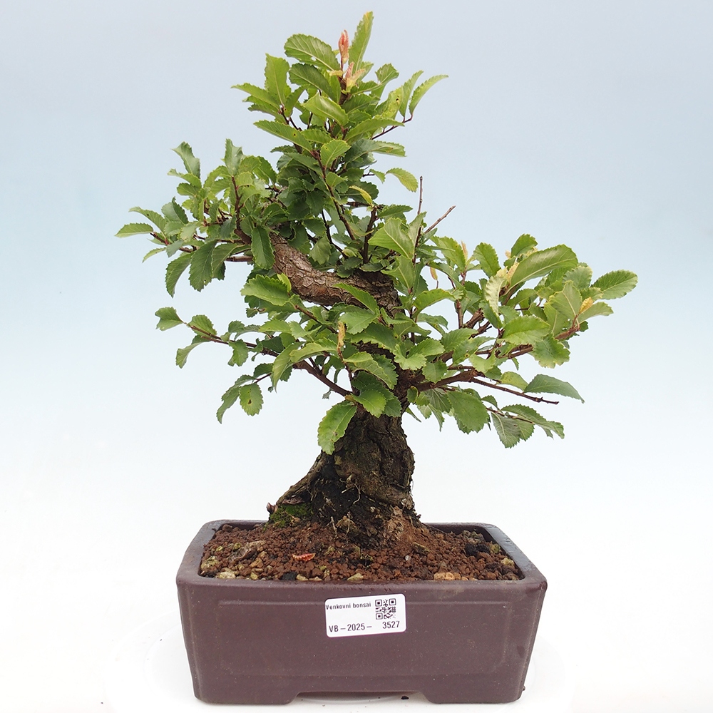 Venkovní bonsai - Zelkova - Zelkova serrata