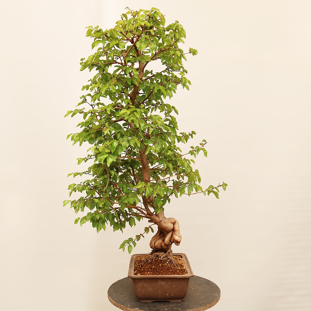Venkovní bonsai -Carpinus Coreana - Habr korejský