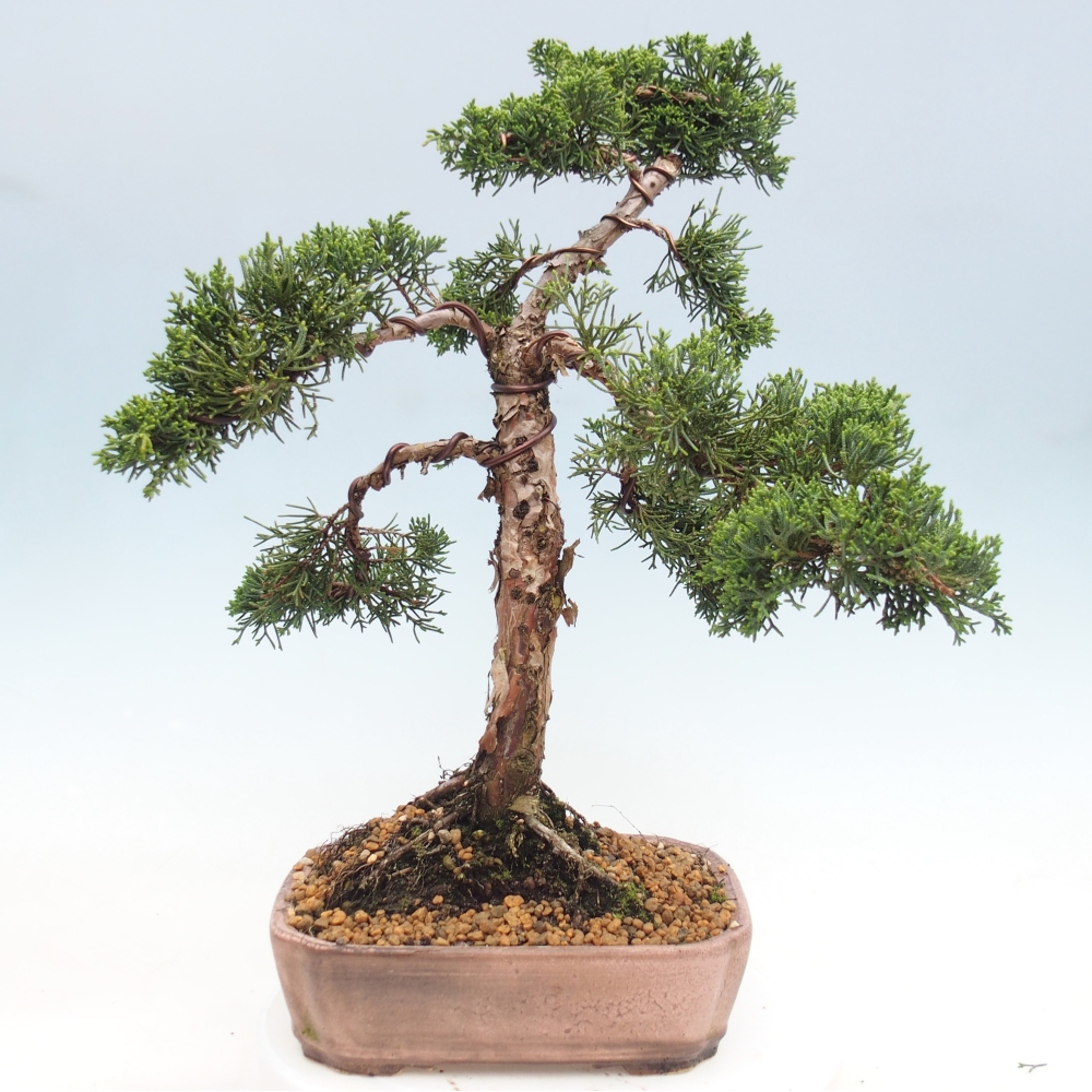 Venkovní bonsai - Juniperus chinensis Kishu -Jalovec čínský