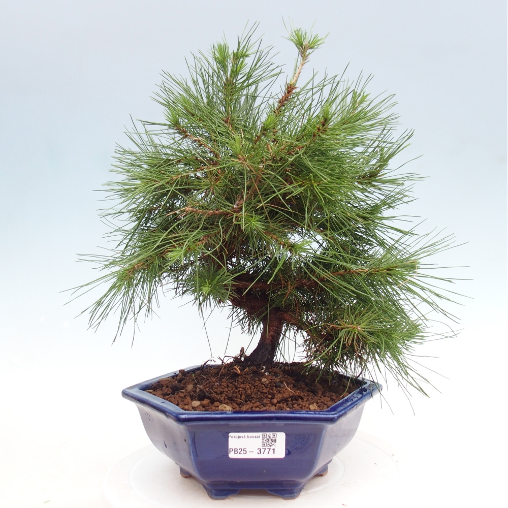 Pokojová bonsai-Pinus halepensis-Borovice alepská