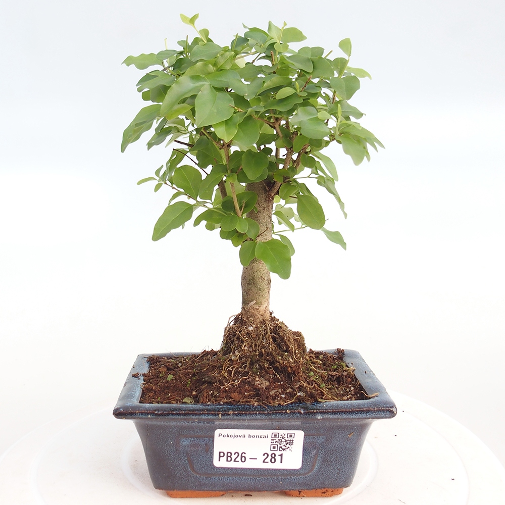 Pokojová bonsai -Ligustrum chinensis - Ptačí zob