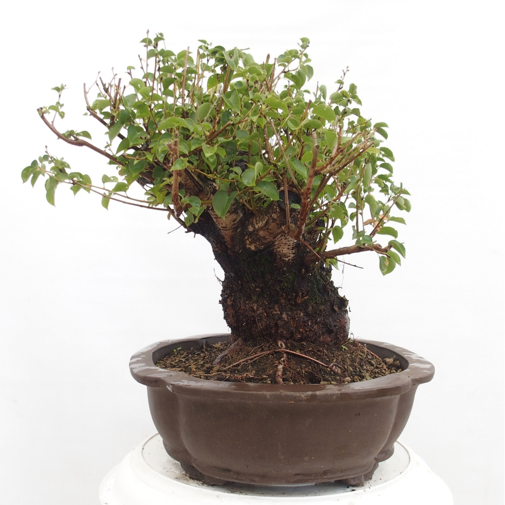 Venkovní bonsai - Mahalebka - Prunus mahaleb