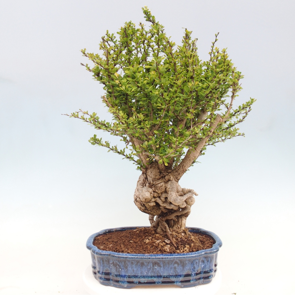 Venkovní bonsai - Berberis coreana - Dřištál korejský