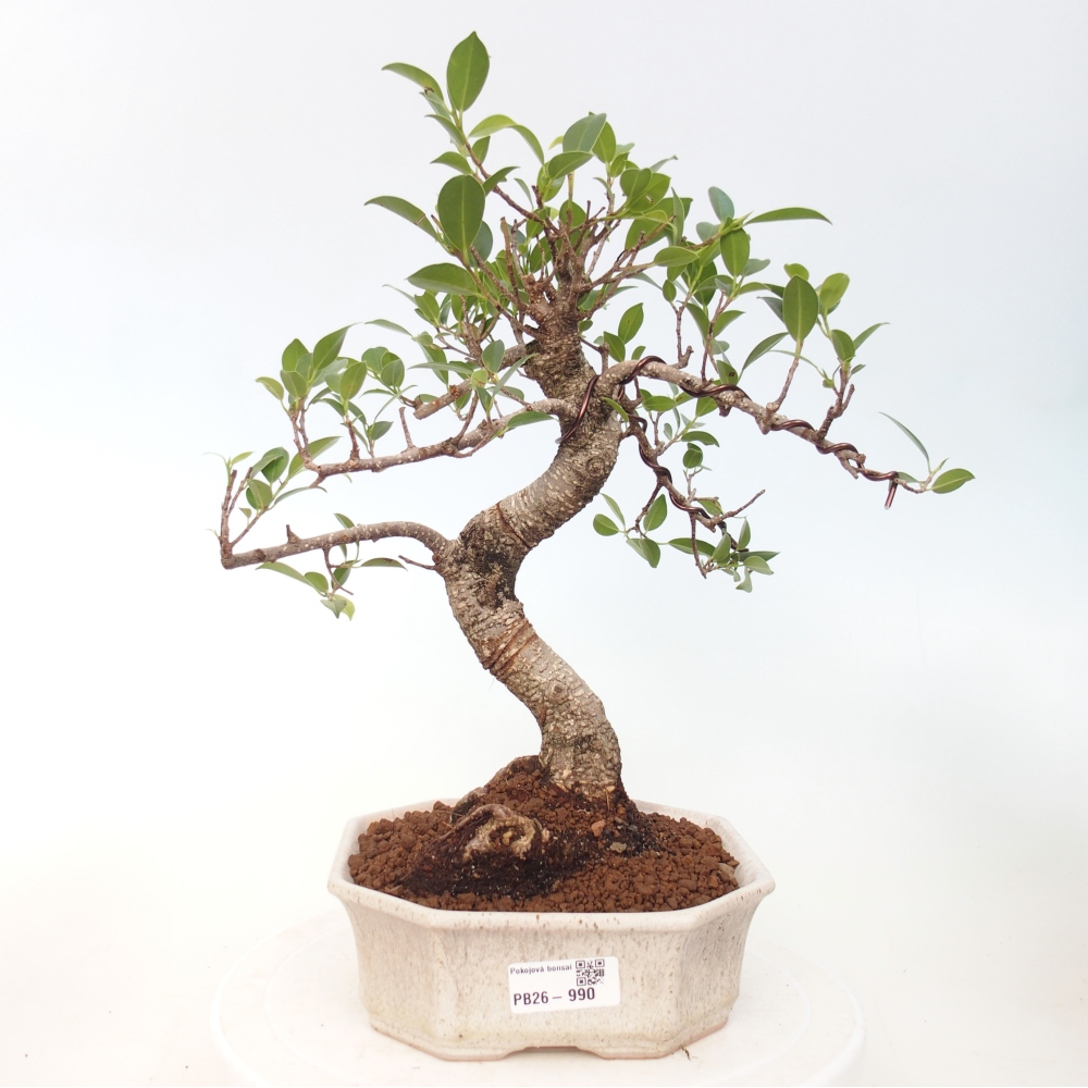 Pokojová bonsai - Ficus retusa -  malolistý fíkus
