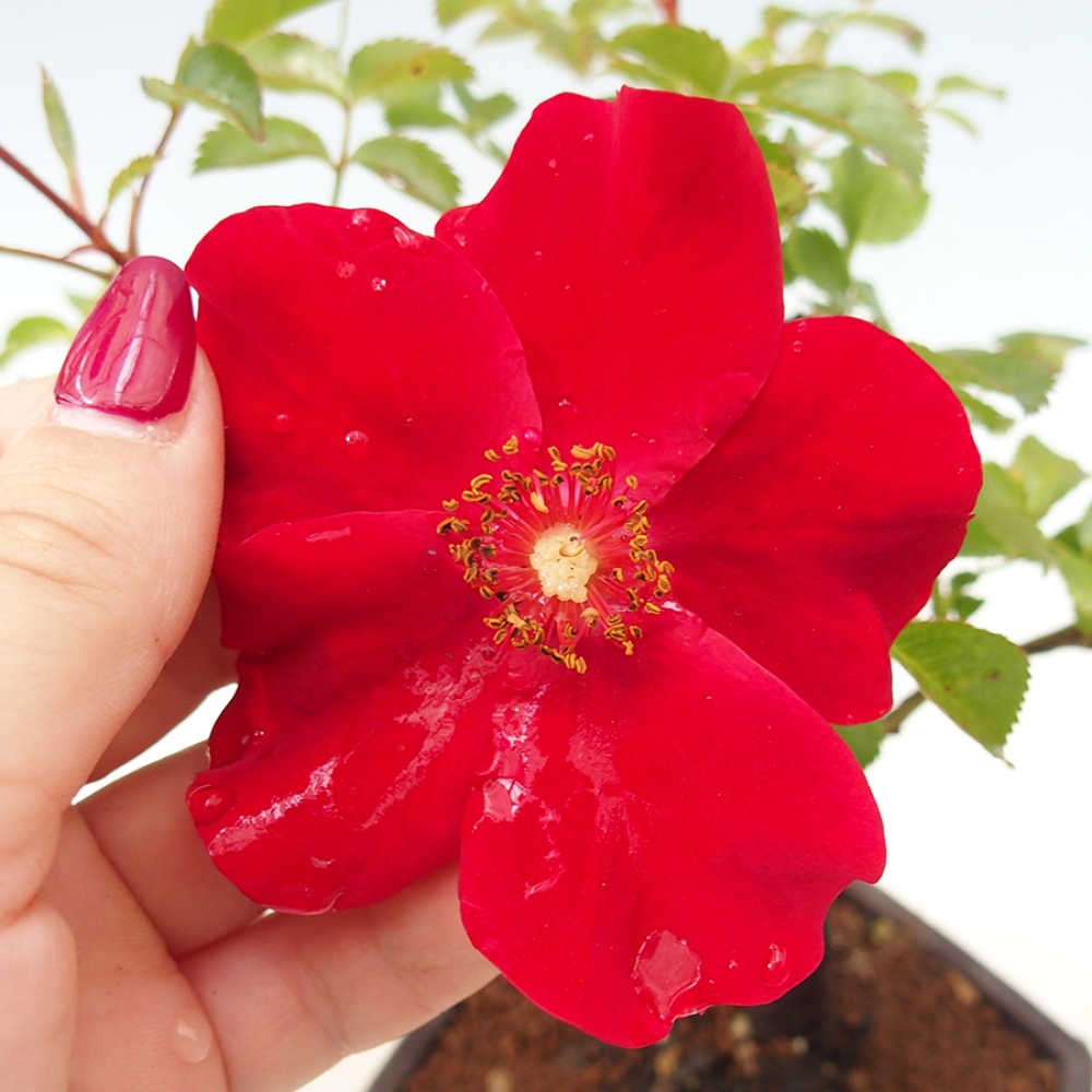 Venkovní bonsai - Rosa Kordes -  růže