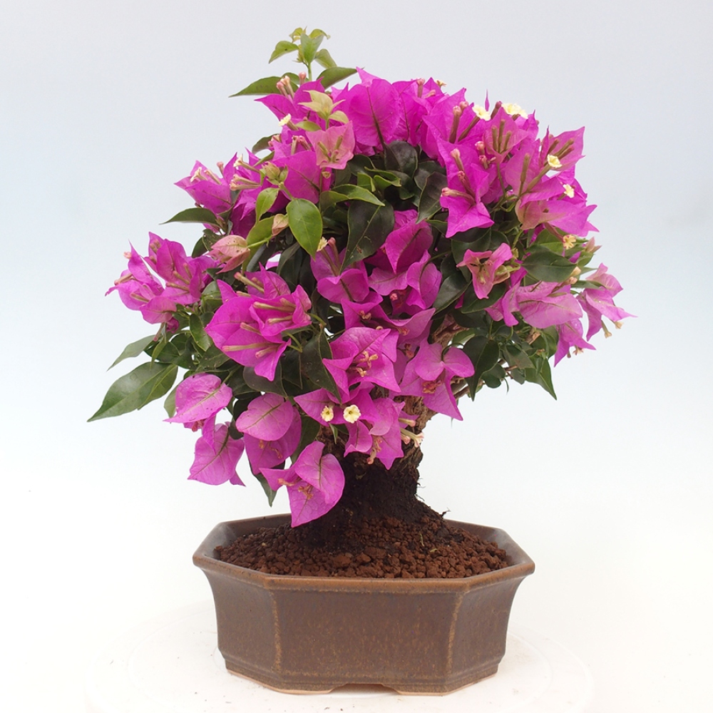 Pokojová bonsai - Bouganwilea
