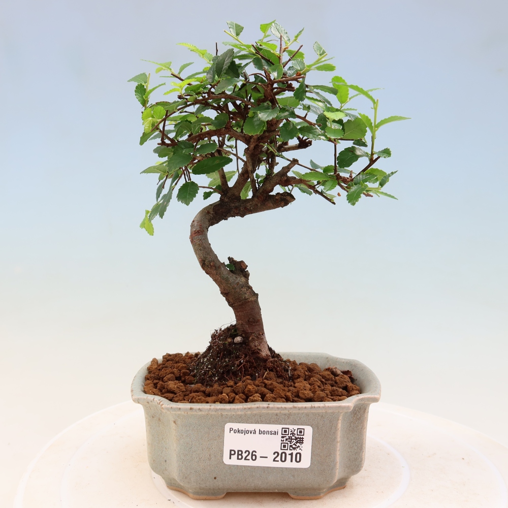 Pokojová bonsai - Ulmus parvifolia - Malolistý jilm