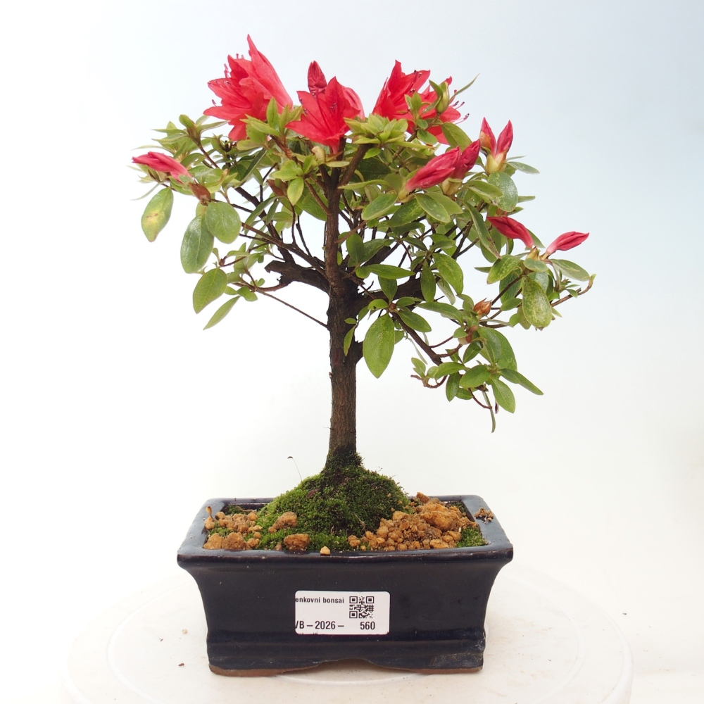 Venkovní bonsai - Japonská azalka - Azalea sp.
