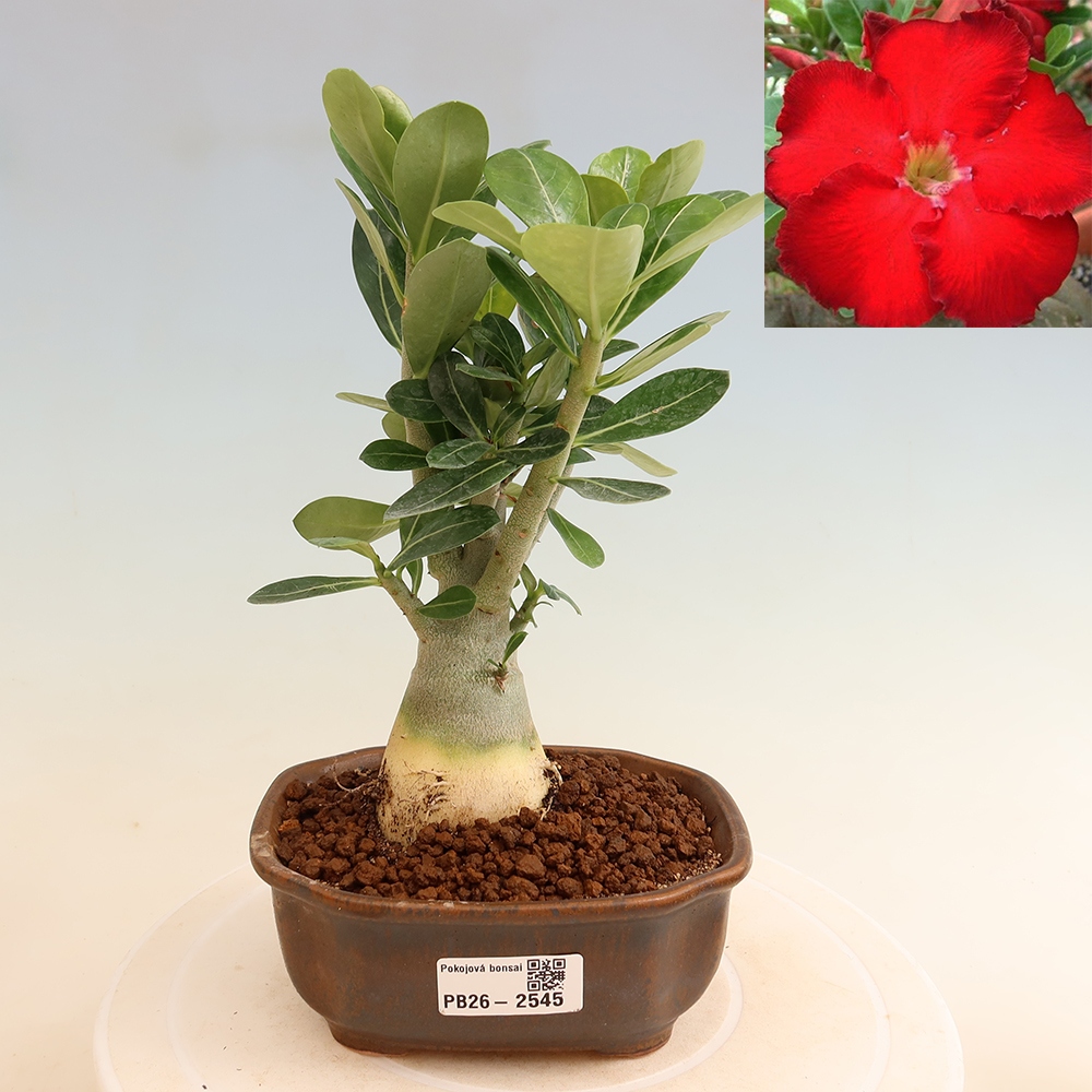 Pokojová bonsai - Adenium obesum Red Star - Pouštní růže