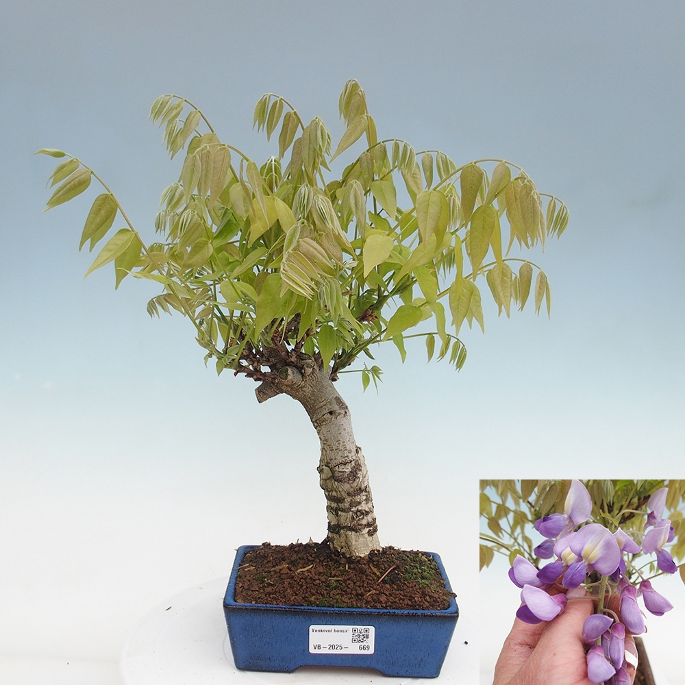 Venkovní bonsai - Vistarie květnatá - Wisteria floribunda