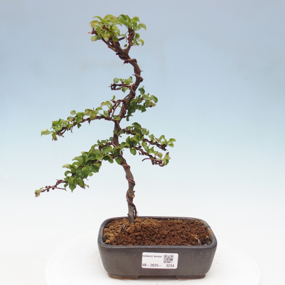 Venkovní bonsai - Chaneomeles s. Red Joy - Kdoulovec 