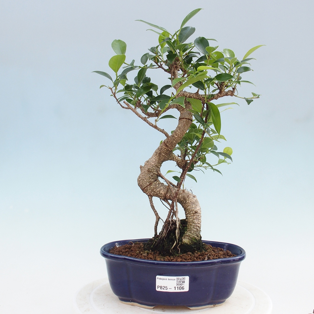 Pokojová bonsai - Ficus retusa -  malolistý fíkus