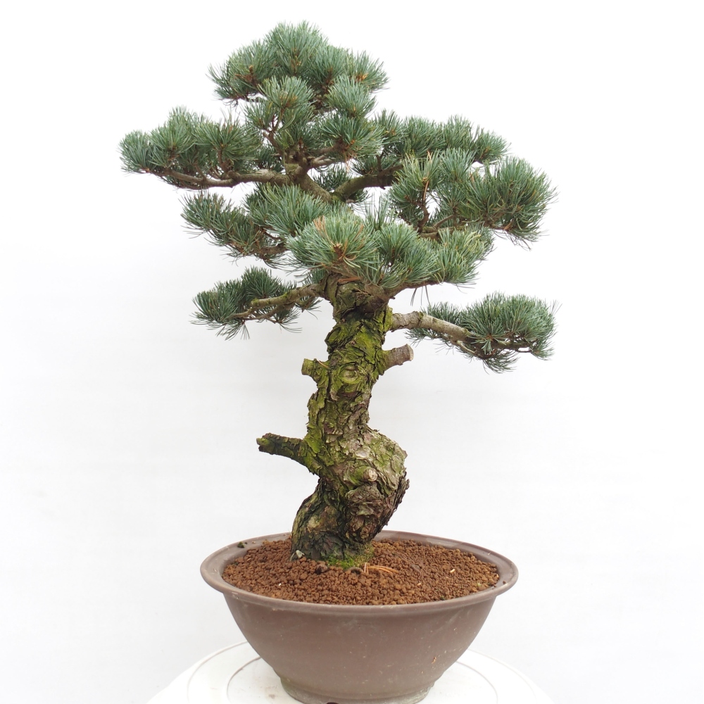 Venkovní bonsai - Pinus parviflora - Borovice drobnokvětá