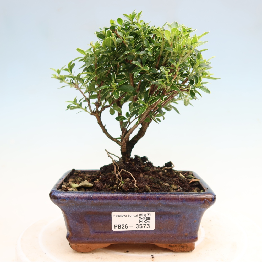 Pokojová bonsai - Serissa foetida Variegata - Strom tisíce hvězd