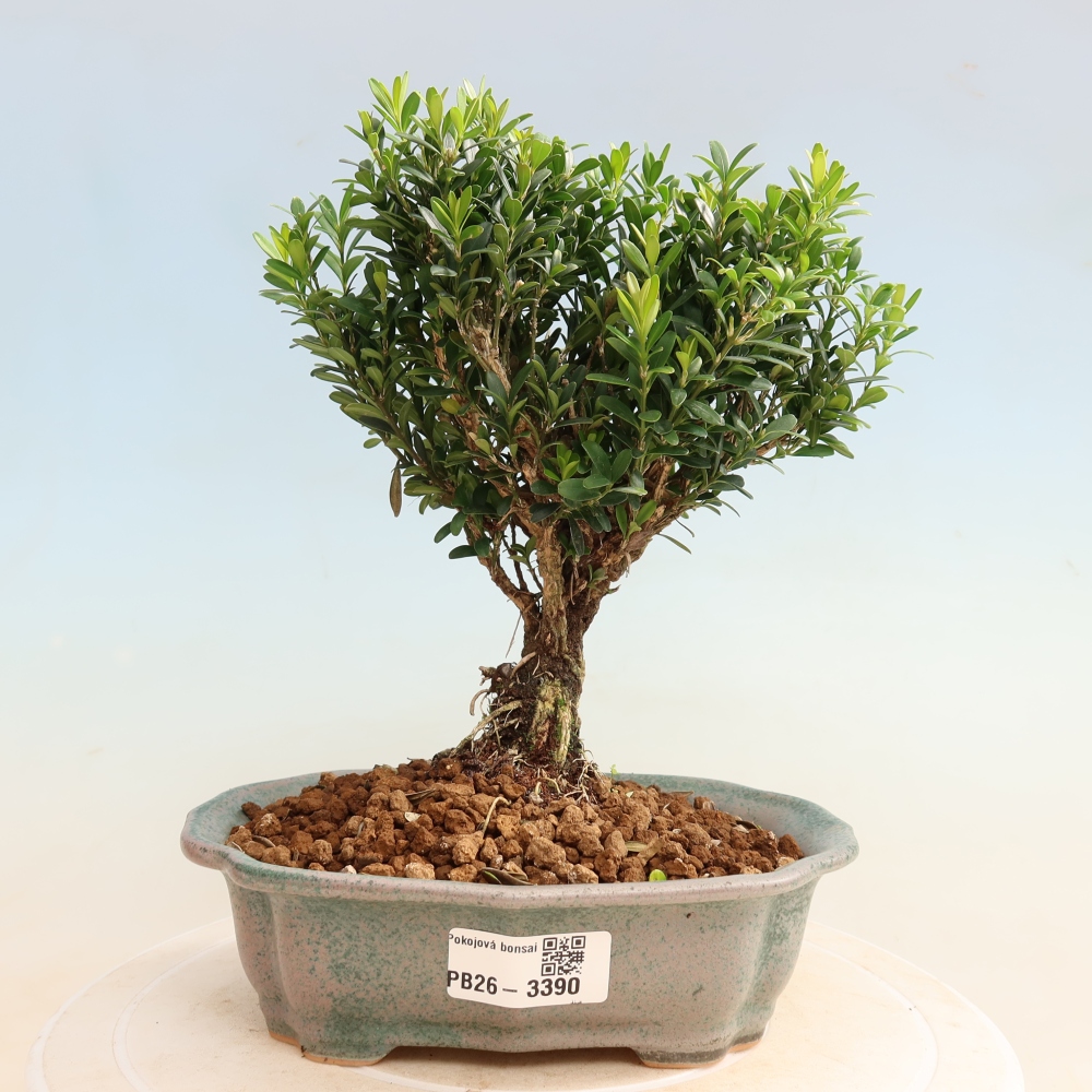 Pokojová bonsai - Buxus harlandii -korkový buxus