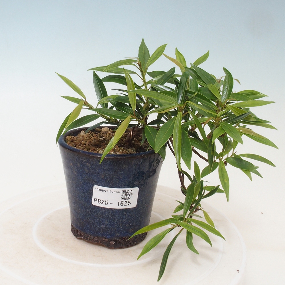 Pokojová bonsai - Ficus nerifolia -  malolistý fíkus