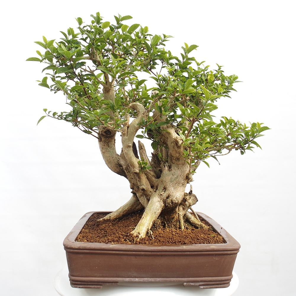 Pokojová bonsai - Premna serratifolia  - Kozlovoň malolistá