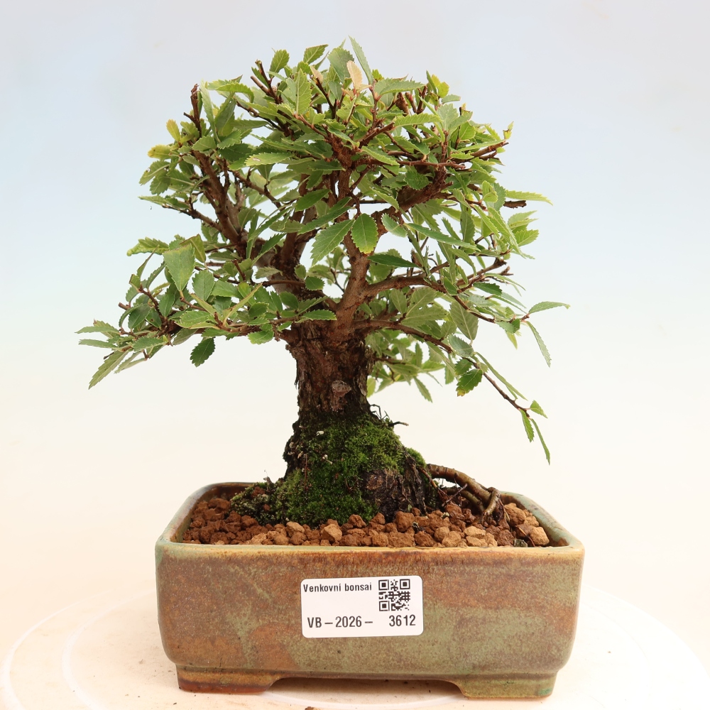 Venkovní bonsai - Zelkova - Zelkova NIRE