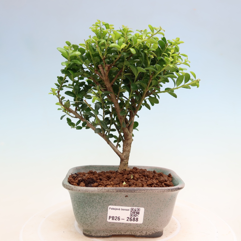 Pokojová bonsai - Ilex crenata - Cesmína