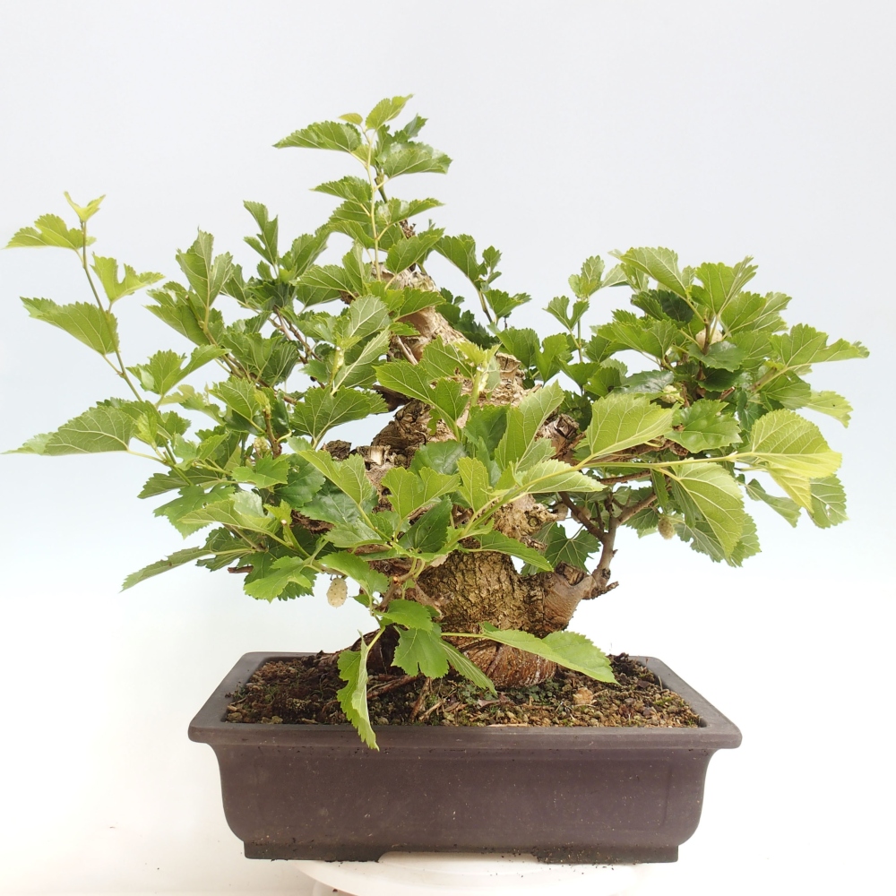 Venkovní bonsai -Morus alba - moruše