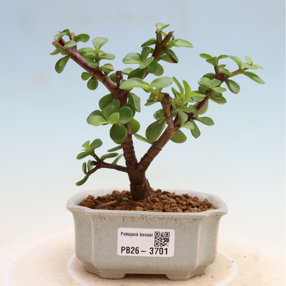 Pokojová bonsai - Portulakaria Afra - Tlustice