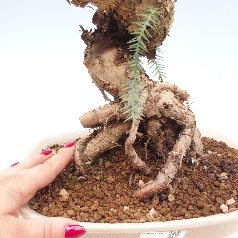 Pokojová bonsai - Araukarie - pokojový smrček
