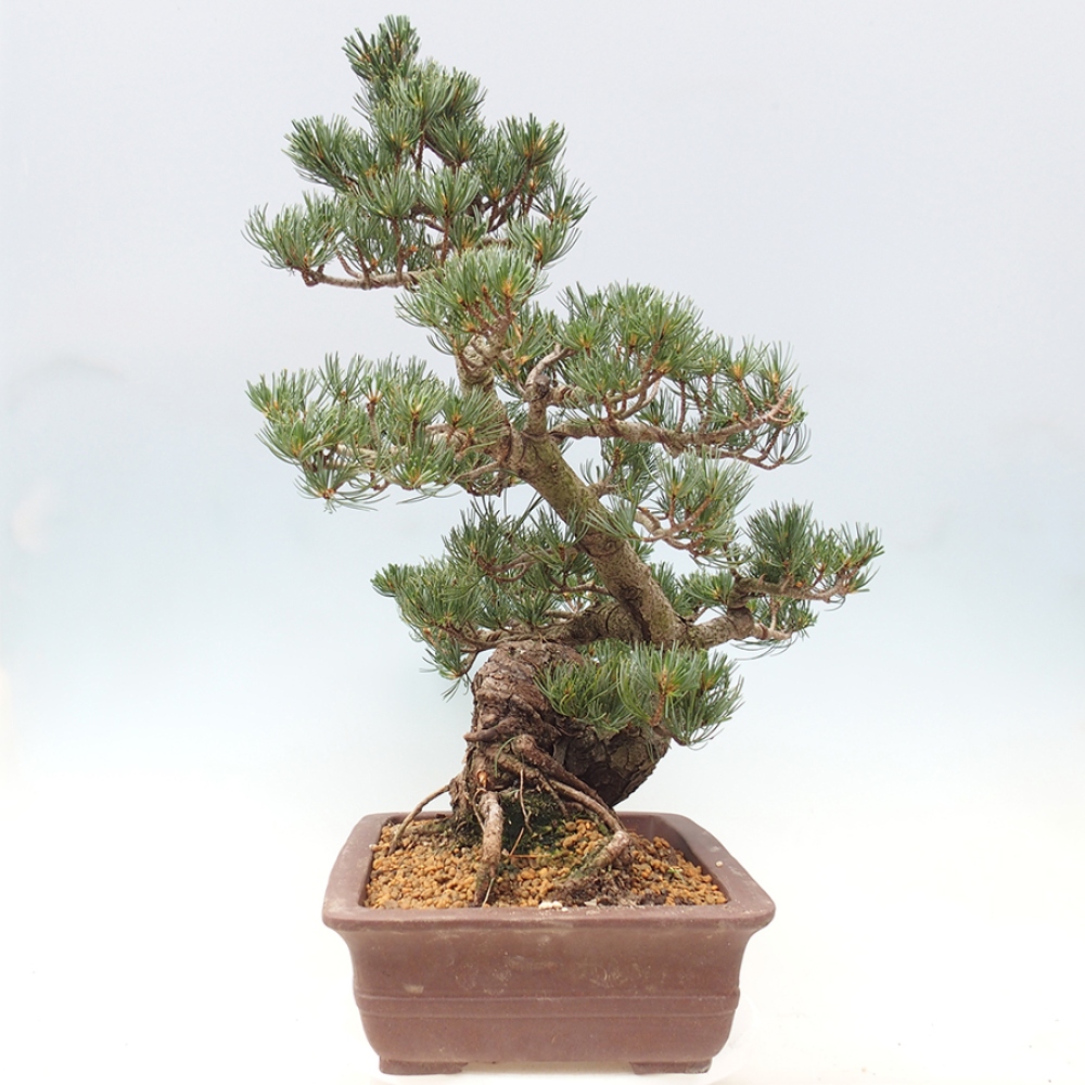 Venkovní bonsai - Pinus parviflora - Borovice drobnokvětá
