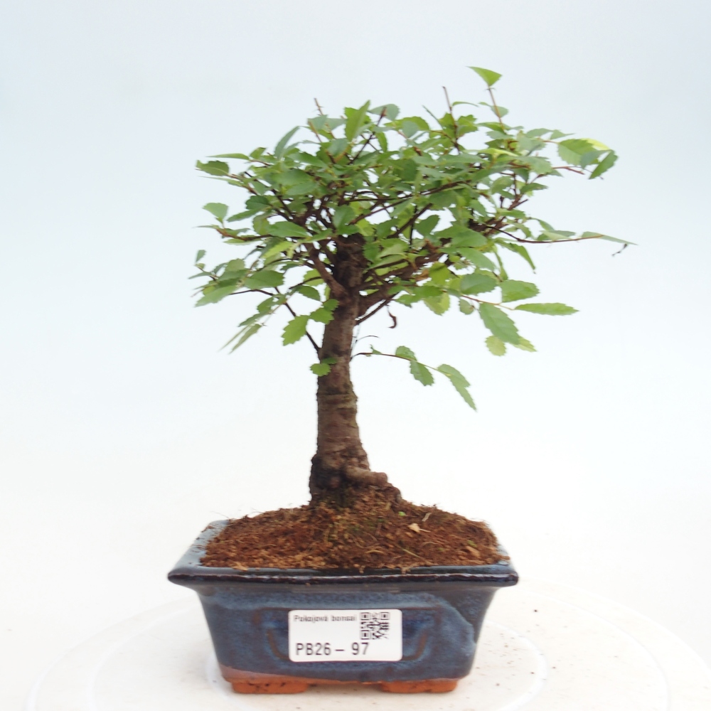 Pokojová bonsai - Ulmus parvifolia - Malolistý jilm