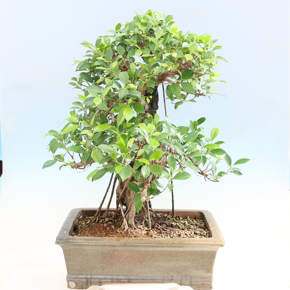 Pokojová bonsai - Ficus kimmen -  malolistý fíkus