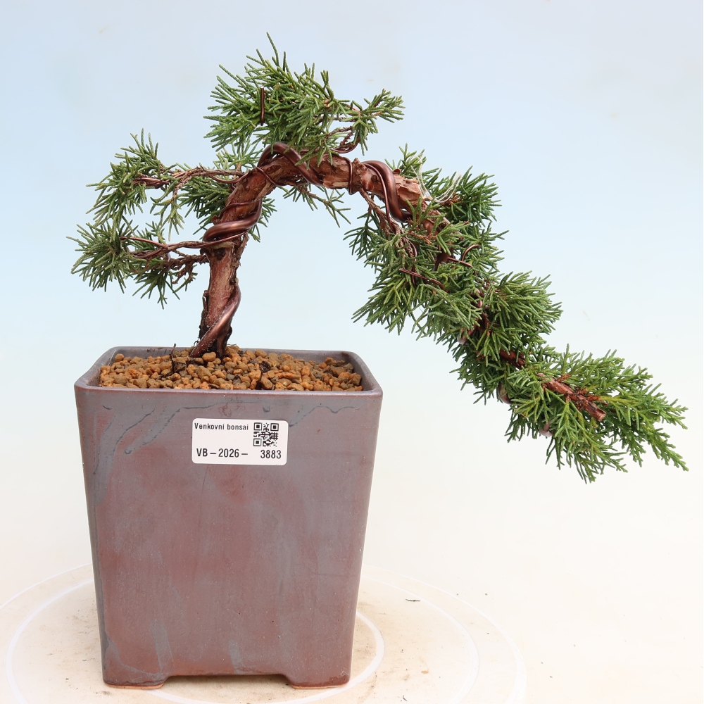 Venkovní bonsai - Juniperus chinensis Kishu -Jalovec čínský