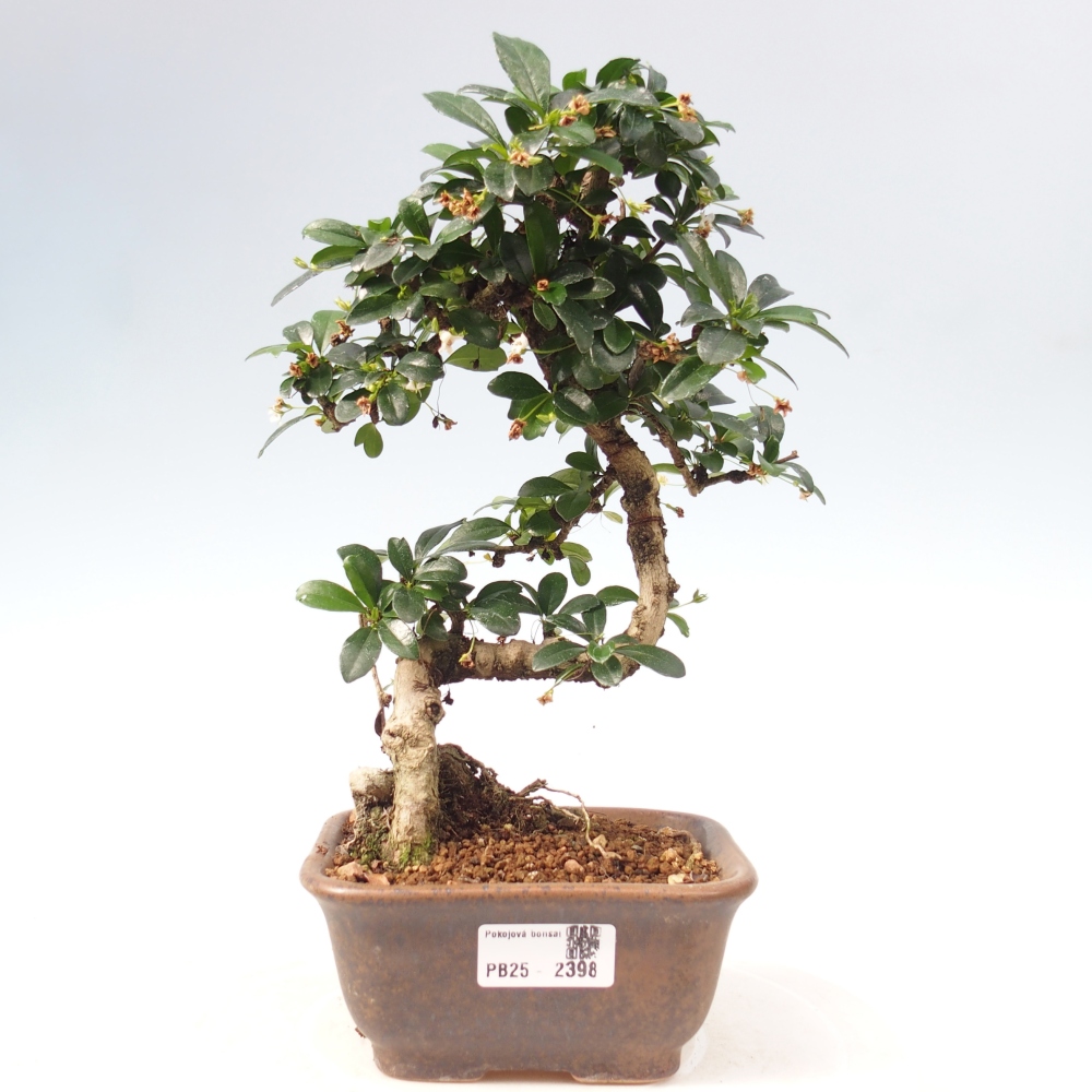Pokojová bonsai - Carmona macrophylla - Čaj fuki