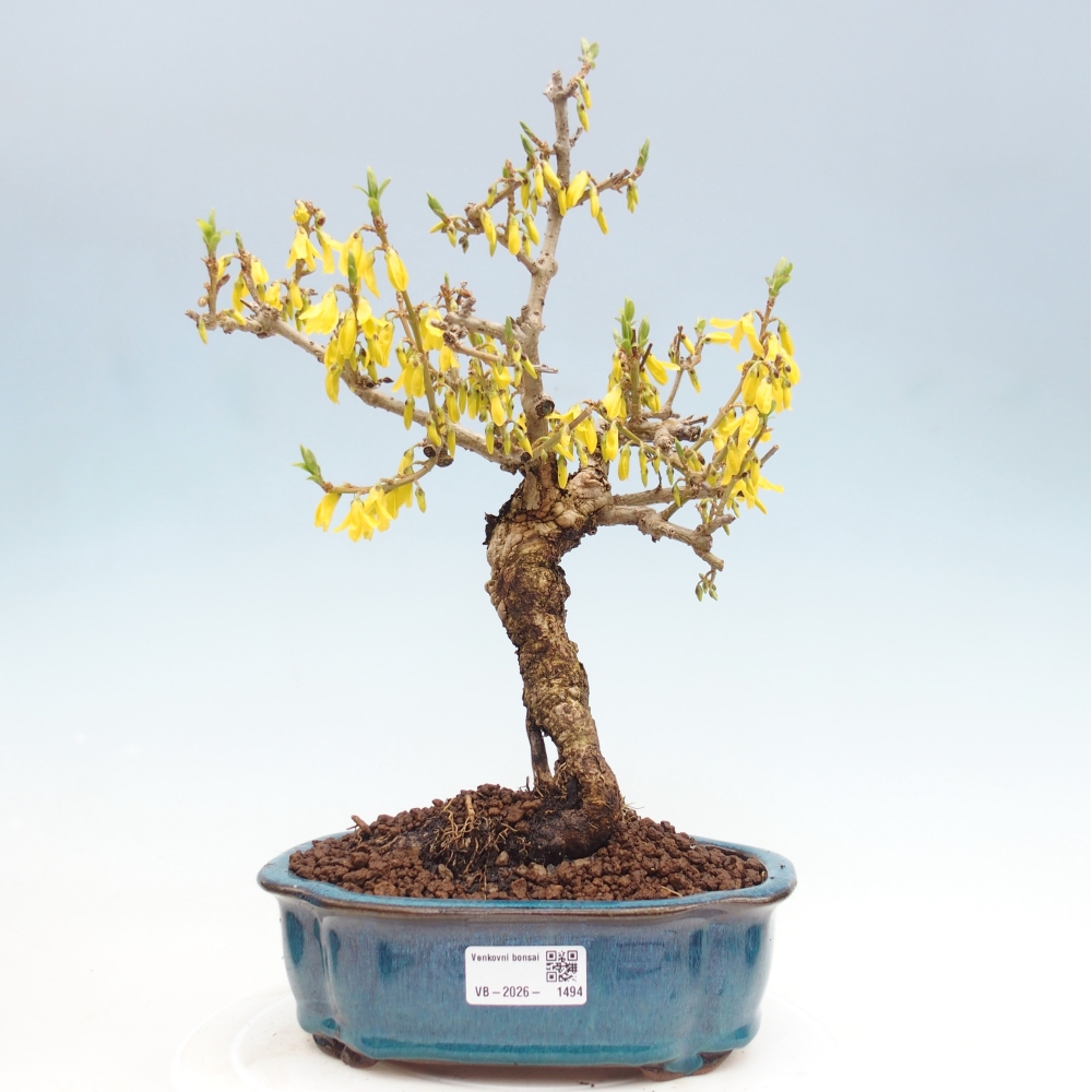 Venkovní bonsai - Zlatice - Forsythia koreana