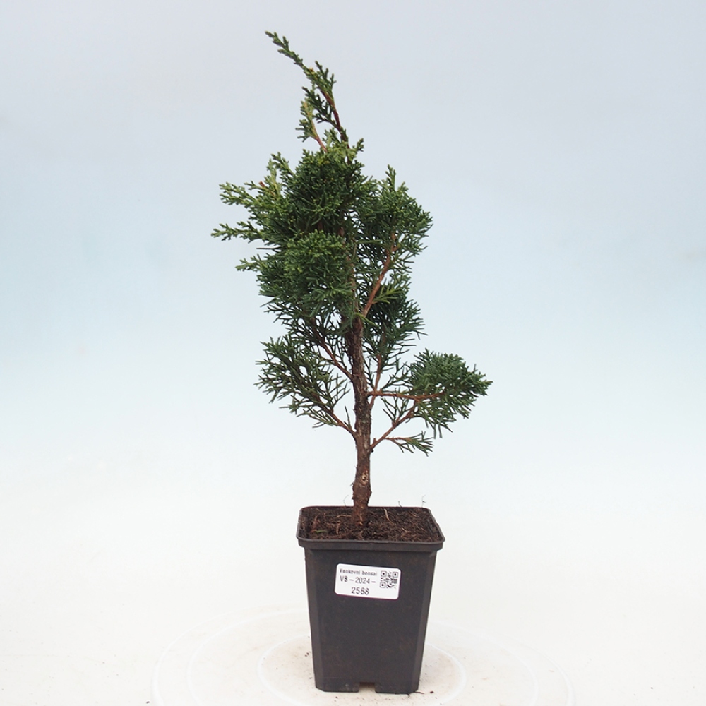Venkovní bonsai - Juniperus chinensis Kishu -Jalovec čínský