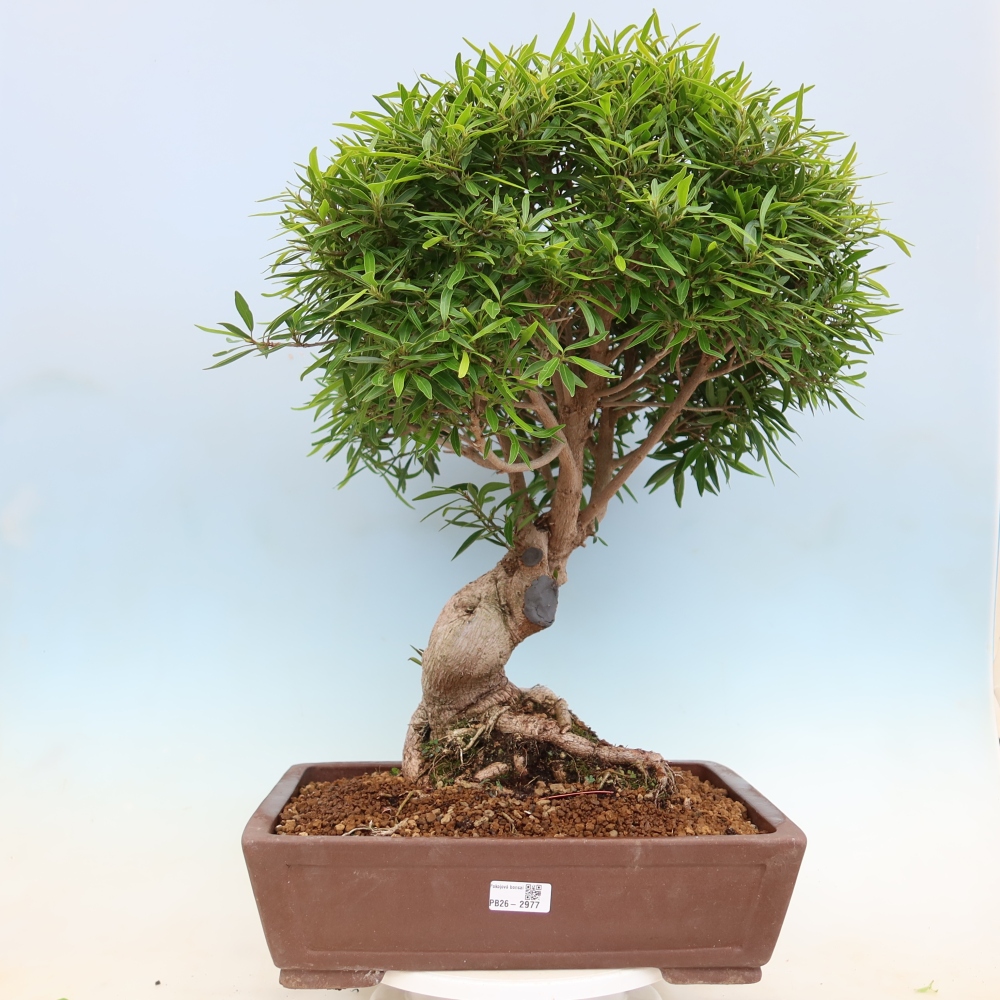 Pokojová bonsai - Ficus nerifolia -  malolistý fíkus