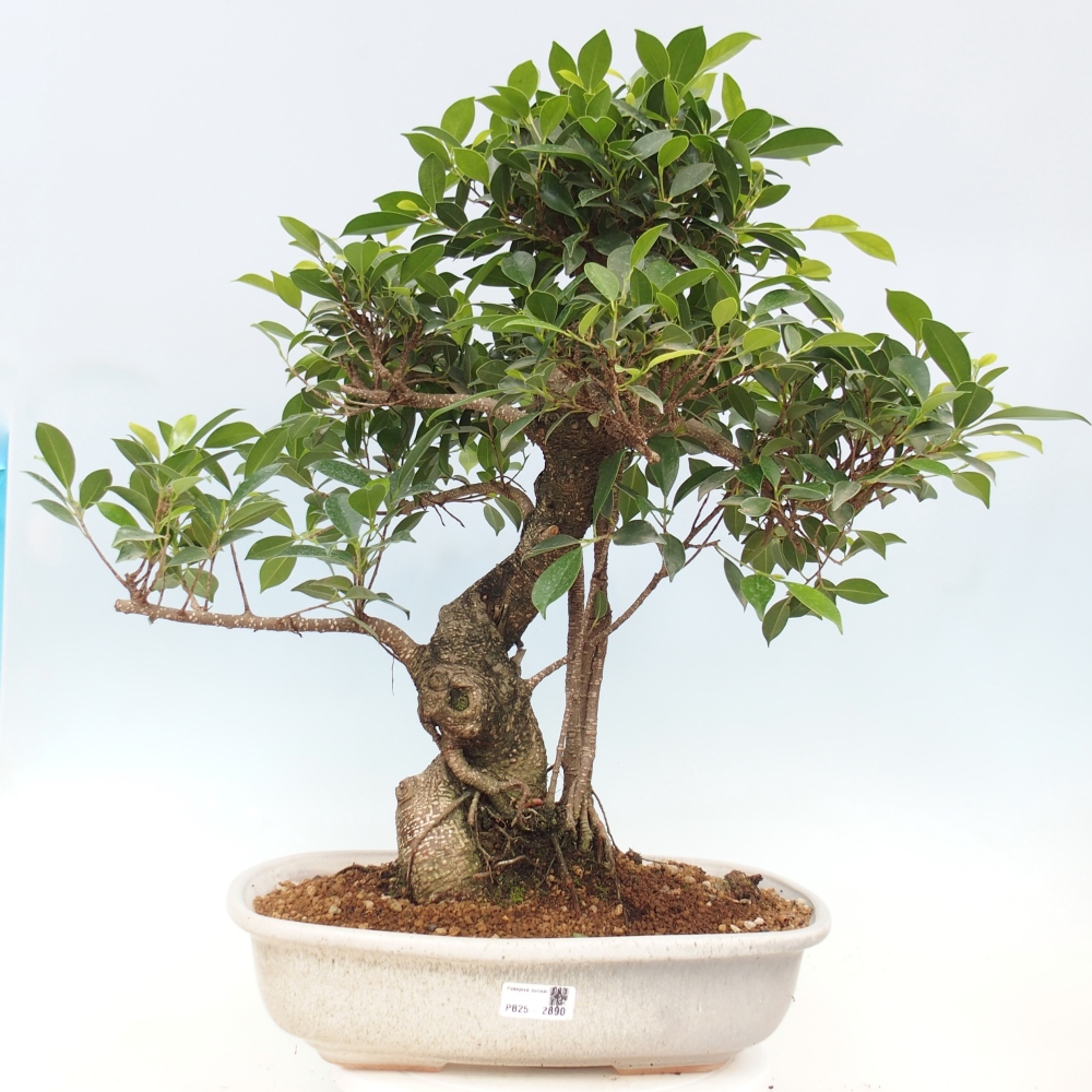 Pokojová bonsai - Ficus kimmen -  malolistý fíkus - POUZE OSOBNÍ ODBĚR nebo paletová přeprava