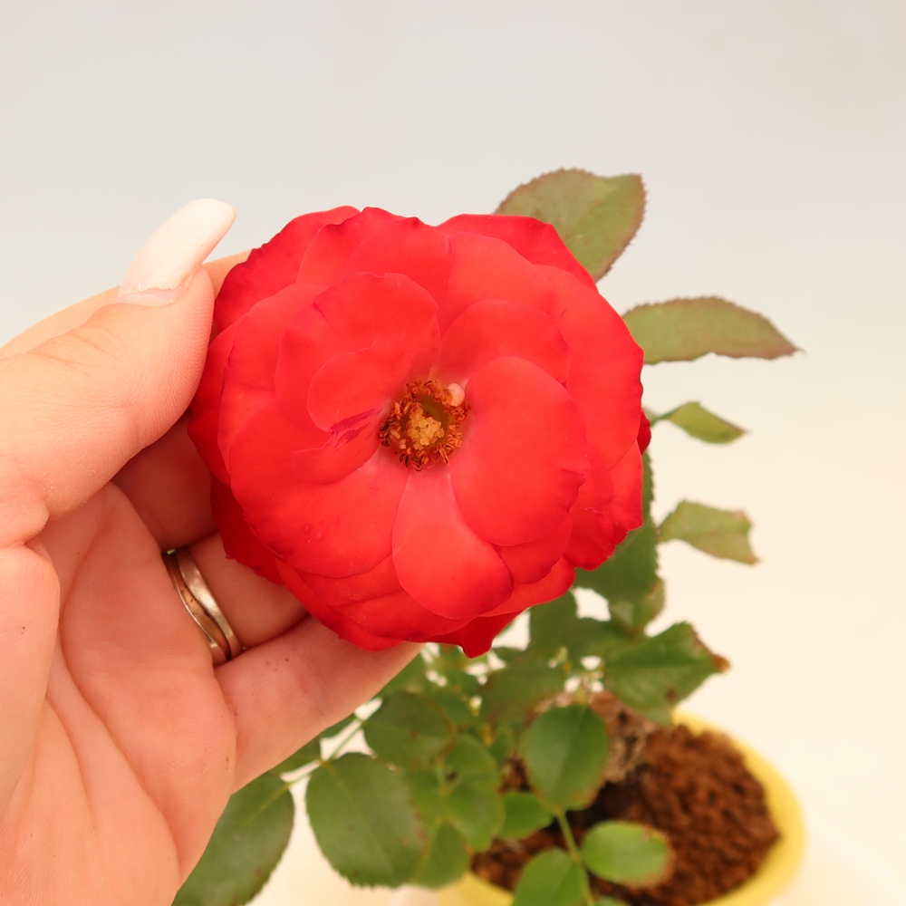 Venkovní bonsai - Rosa Kordes -  růže