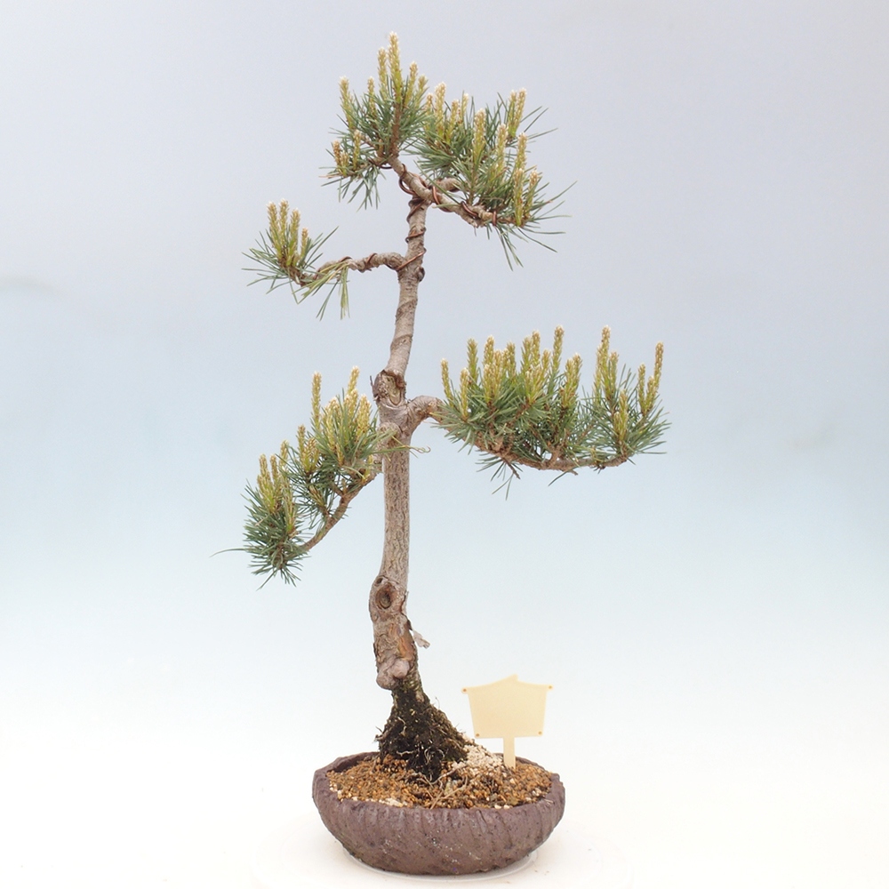 Venkovní bonsai - Pinus Sylvestris Watererri - Borovice lesní