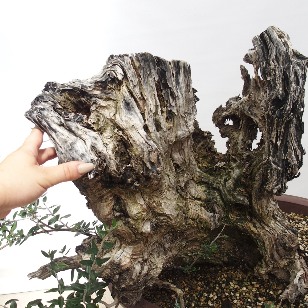 Pokojová bonsai - Olea europaea sylvestris -Oliva evropská drobnolistá