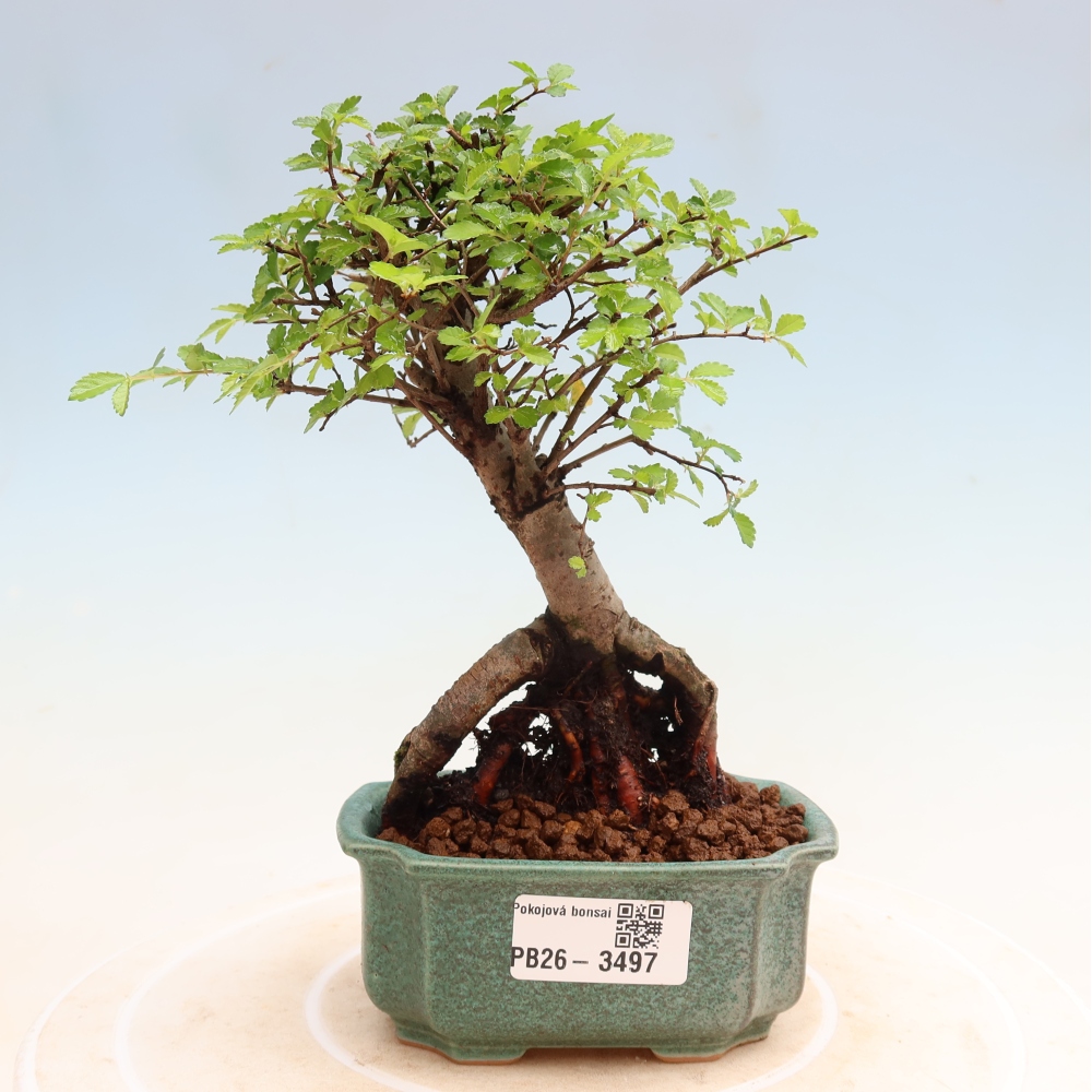 Pokojová bonsai - Ulmus parvifolia - Malolistý jilm