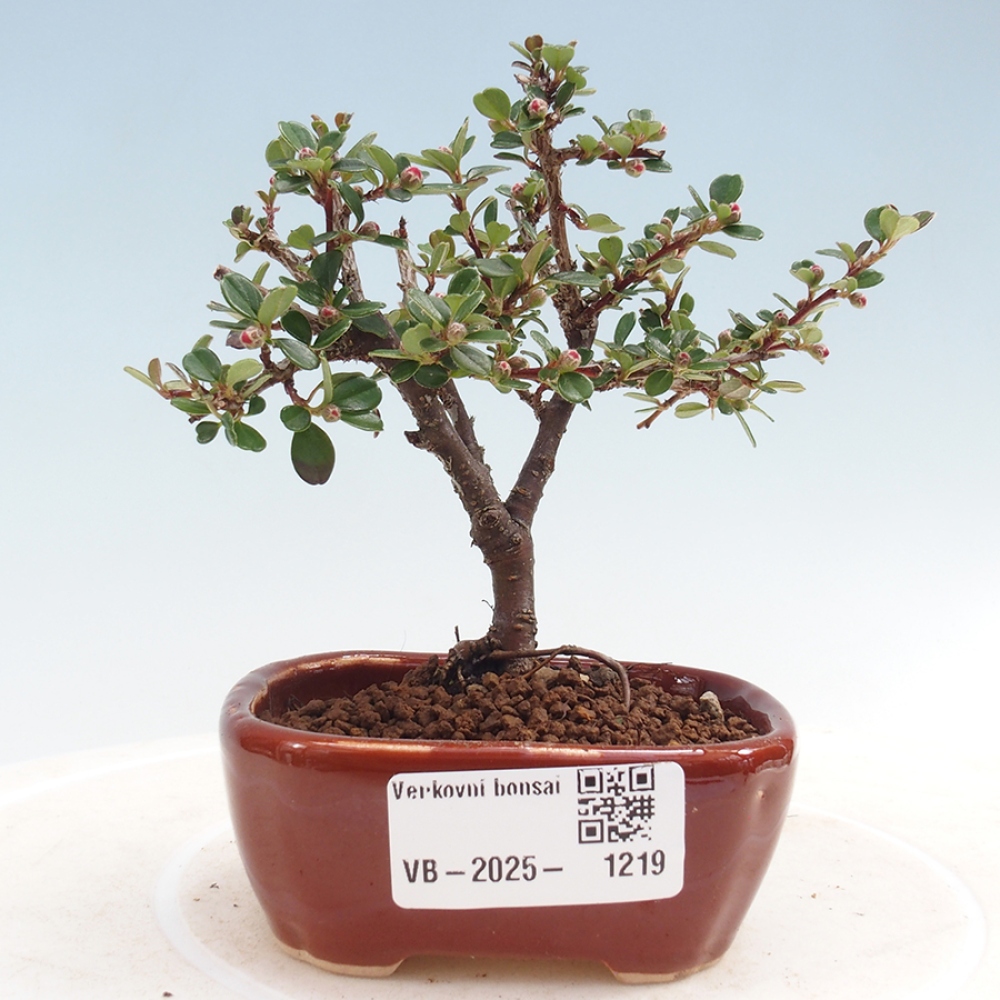 Venkovní bonsai - Cotoneaster horizontalis - Skalník
