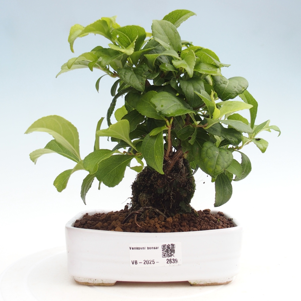 Venkovní bonsai - Celastrus  orbiculatus - Jesenec okrouhlolistý
