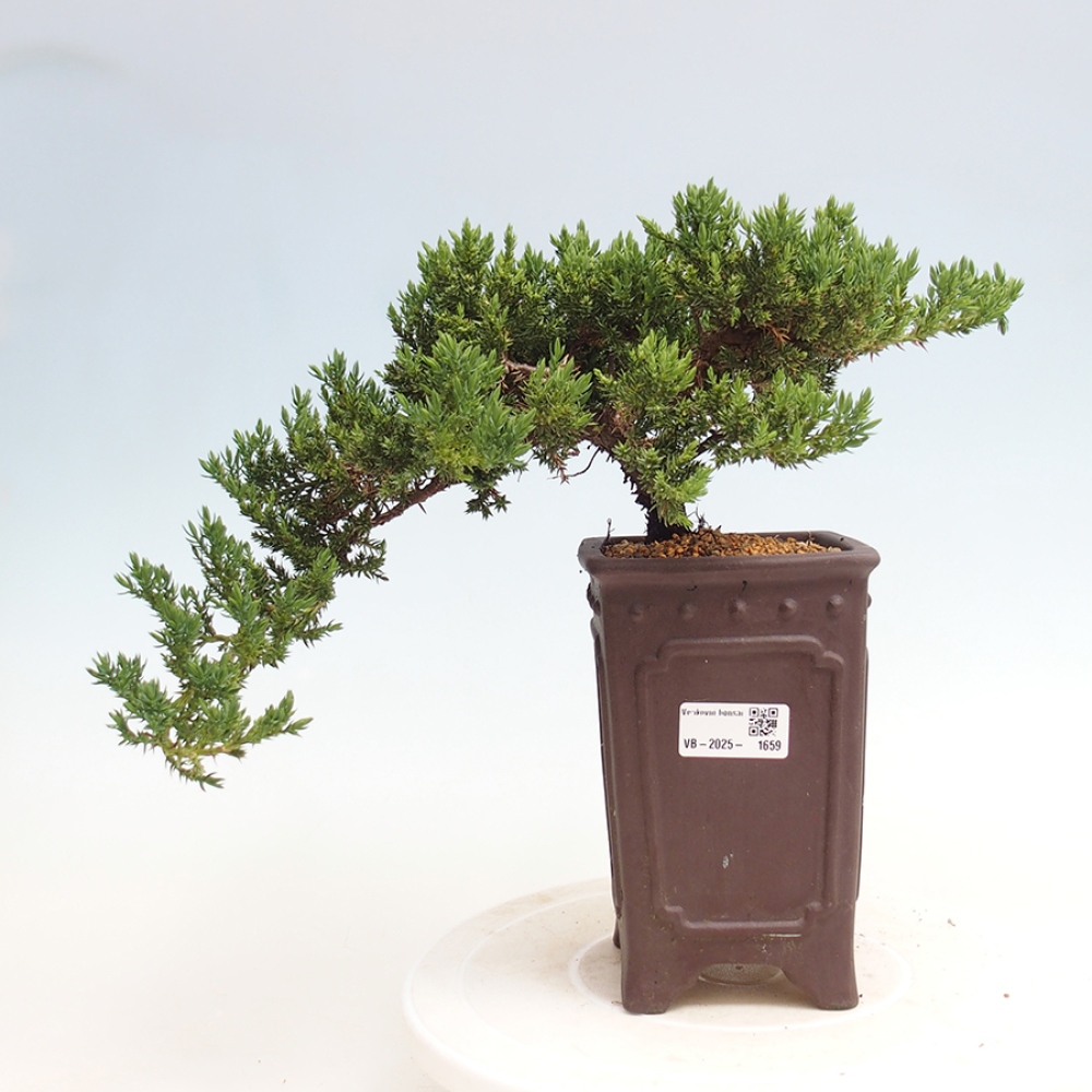 Venkovní bonsai - Juniperus procumbens - Jalovec polehavý