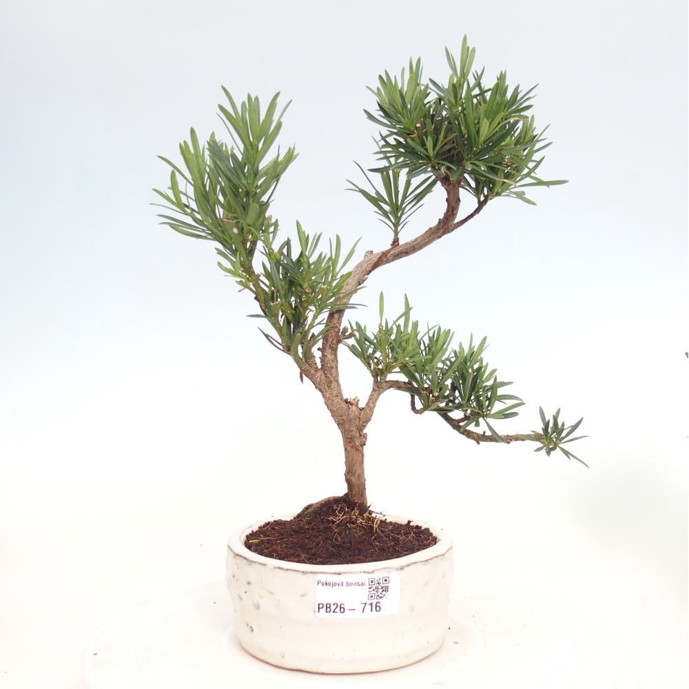 Pokojová bonsai - Podocarpus - Kamenný tis
