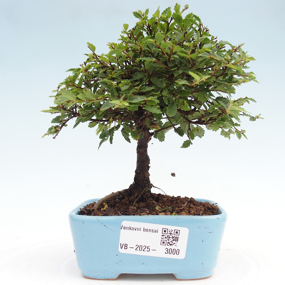 Venkovní bonsai - Ulmus parvifolia Sagei - Malolistý jilm
