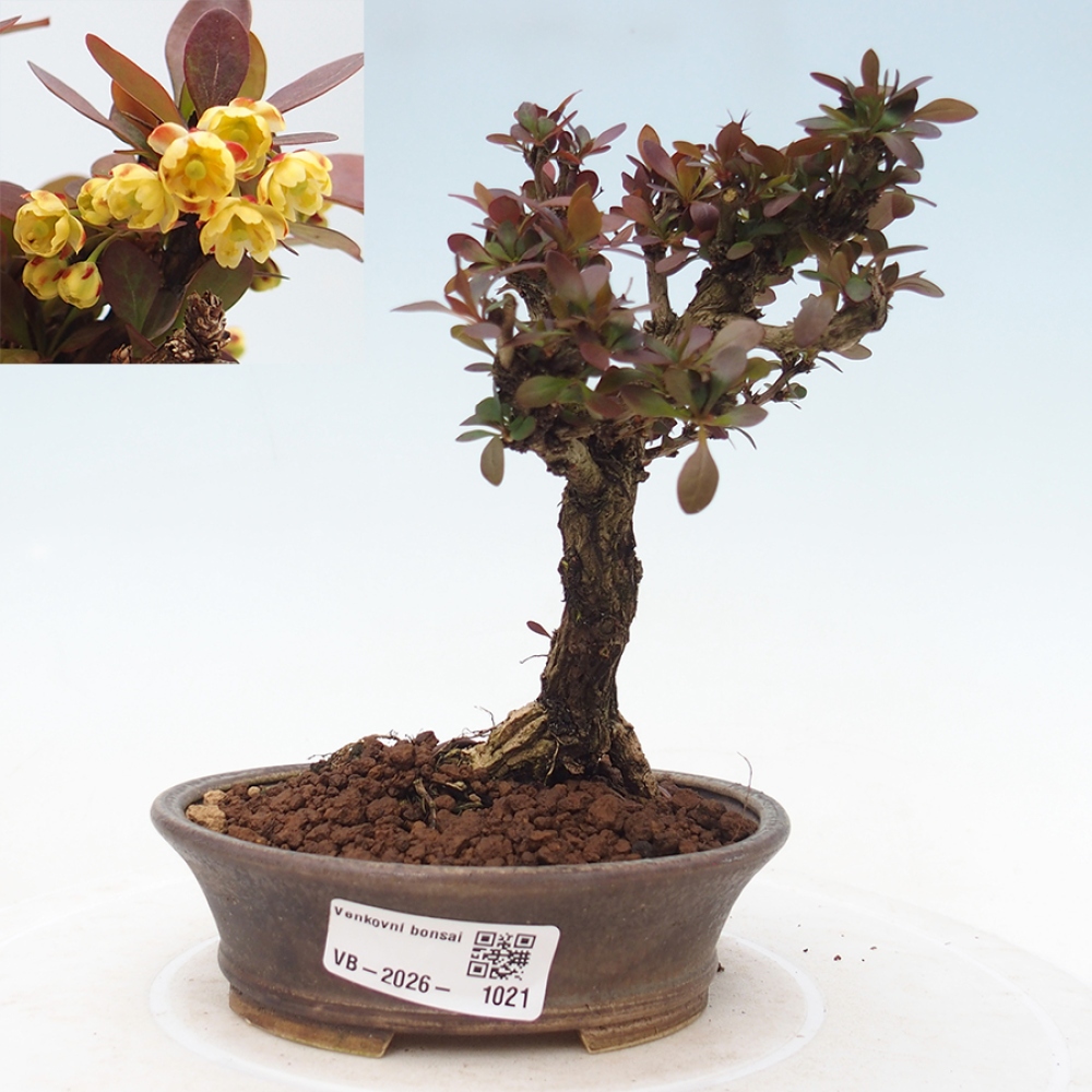 Venkovní bonsai - Berberis Thunbergii Bagatelle - Dřištál