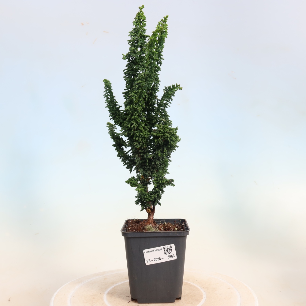 Venkovní bonsai - Cham. obtusa SEKKA HINOKI - Cypřišek
