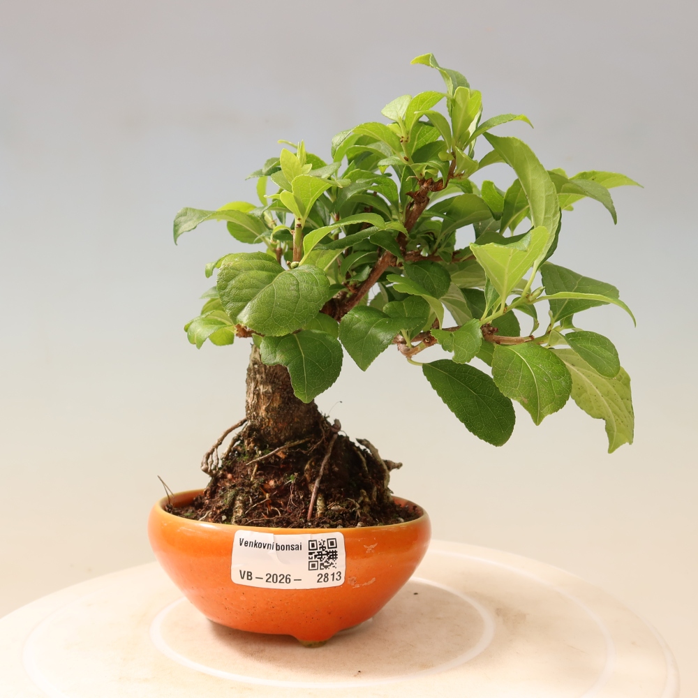 Venkovní bonsai - Celastrus  orbiculatus - Jesenec okrouhlolistý