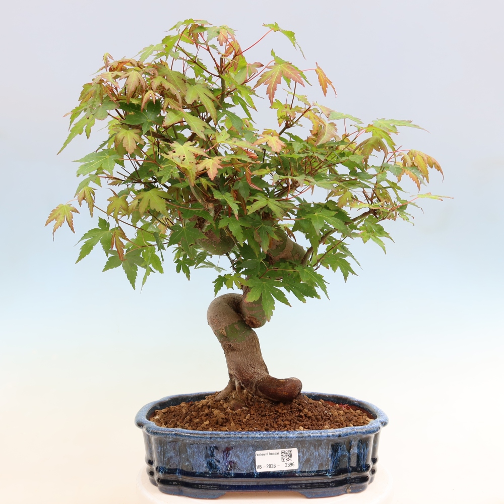 Venkovní bonsai - Javor Burgerův - Acer Burgerianum 