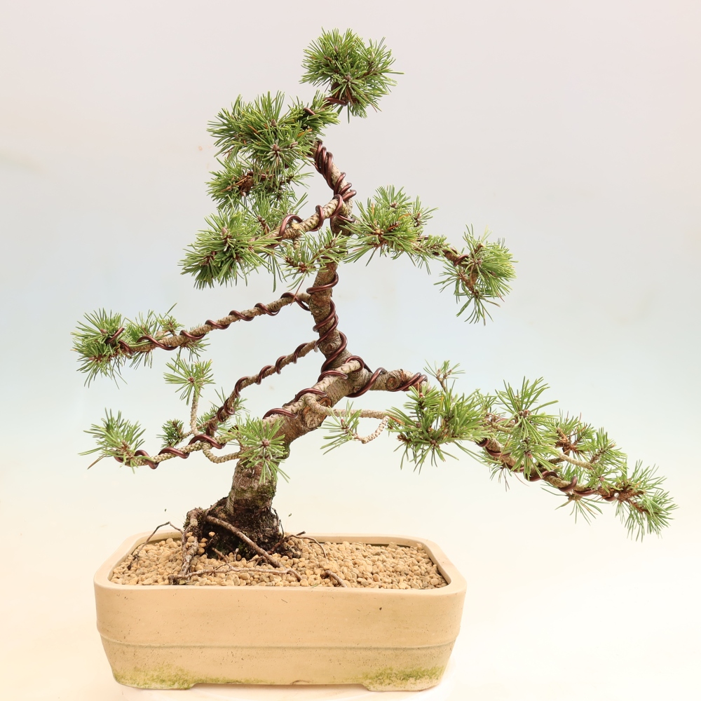Venkovní bonsai - Pinus mugo Humpy  - Borovice kleč